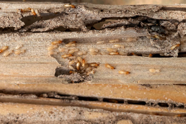 Best Wildlife Control Services  in Essex Village, CT