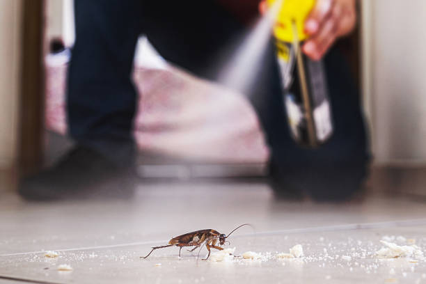 Best Cockroach Control Services  in Essex Village, CT