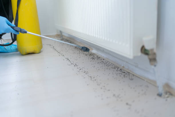 Best Exterminator Services  in Essex Village, CT